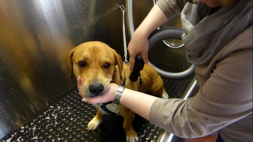 K1600_14.hund-fönen-1024x574-1024x574